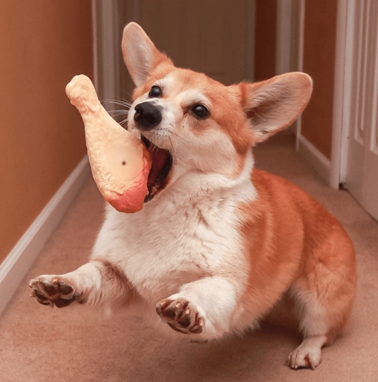 Веселый вельш корги