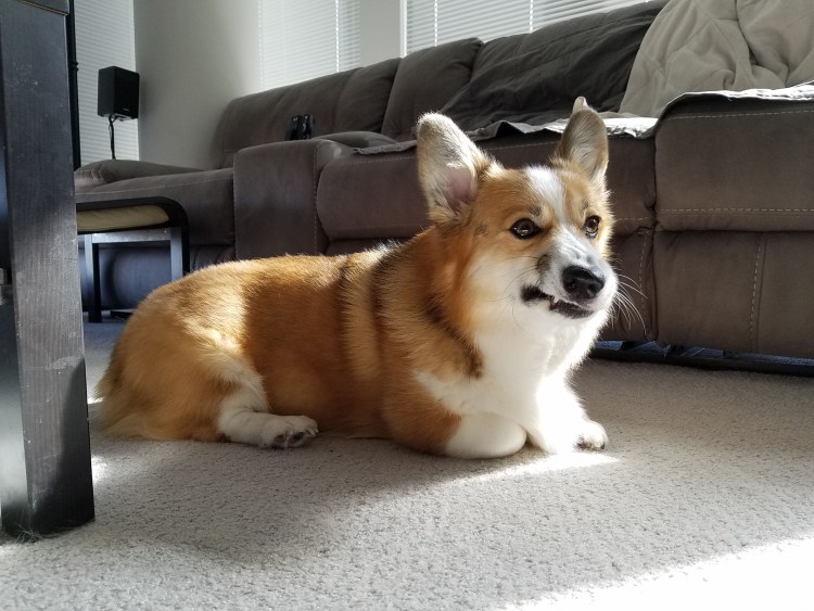 Вельш корги пемброк злой