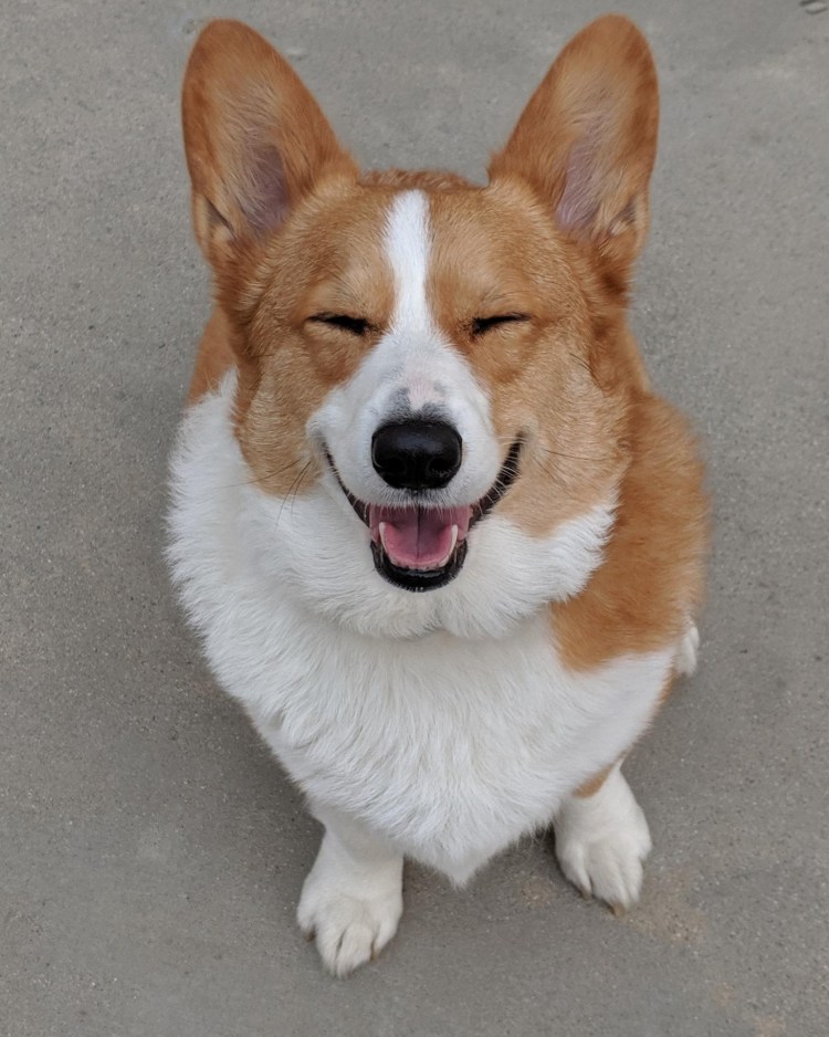 Вельш корги пемброк