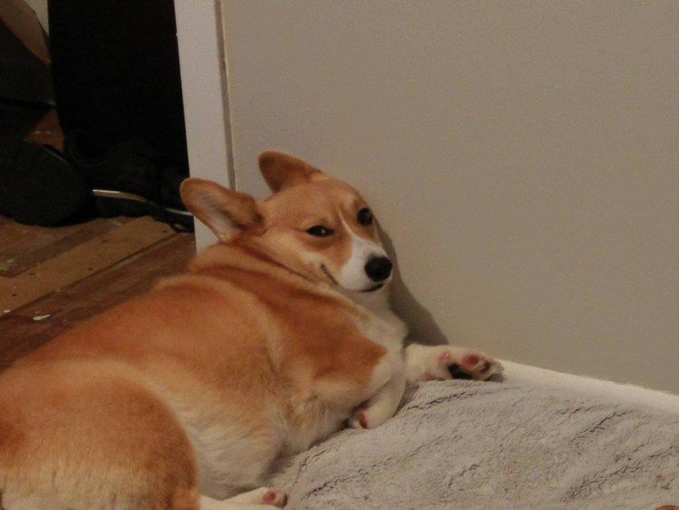 Упоротый вельш-корги