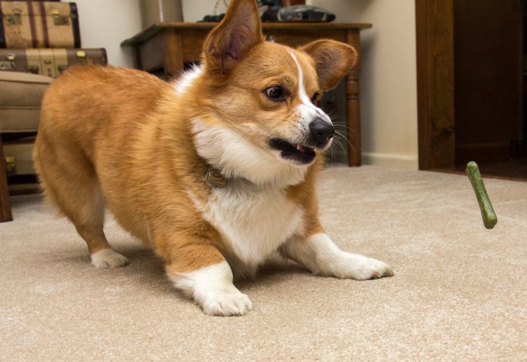 Вельш корги пемброк злой