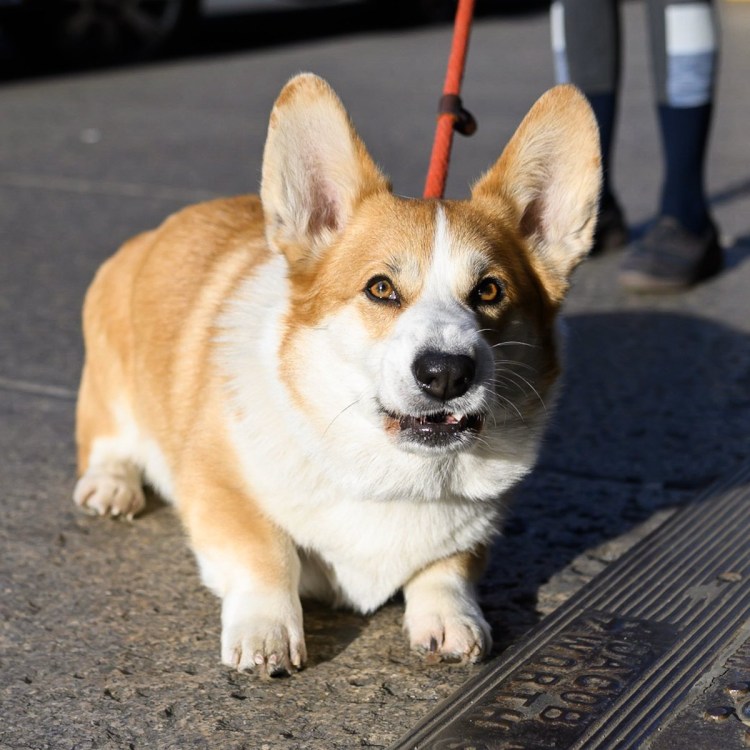 Японская собака корги