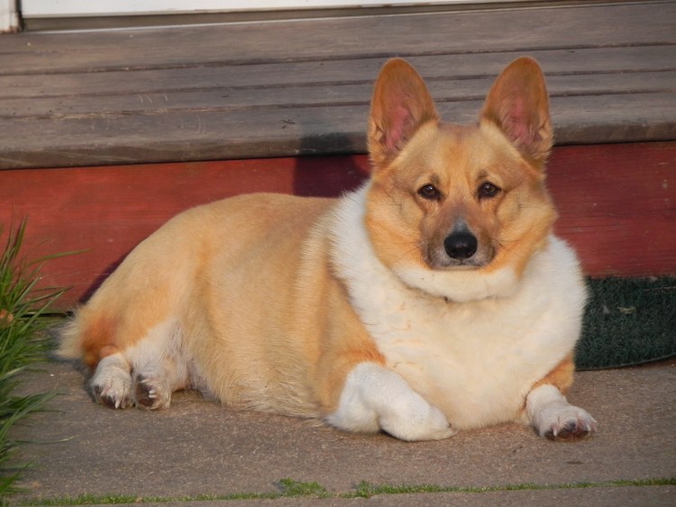 Японская собака корги