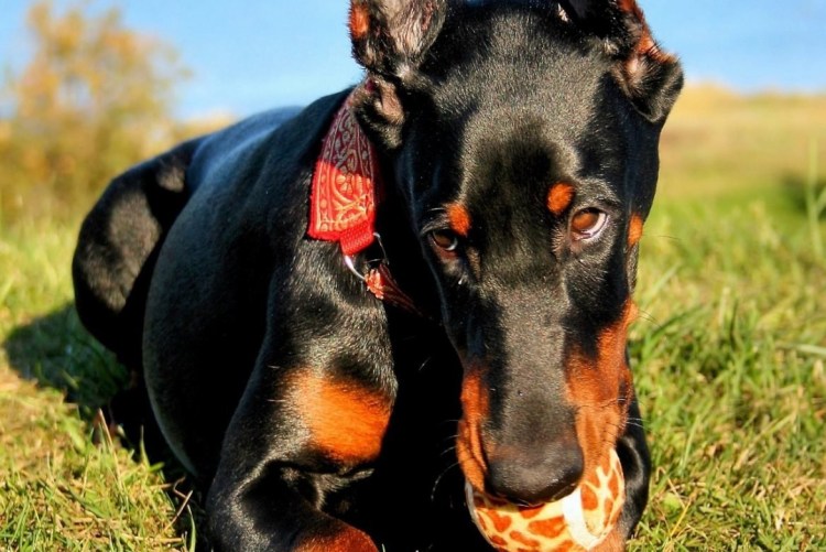 Доберман Джой