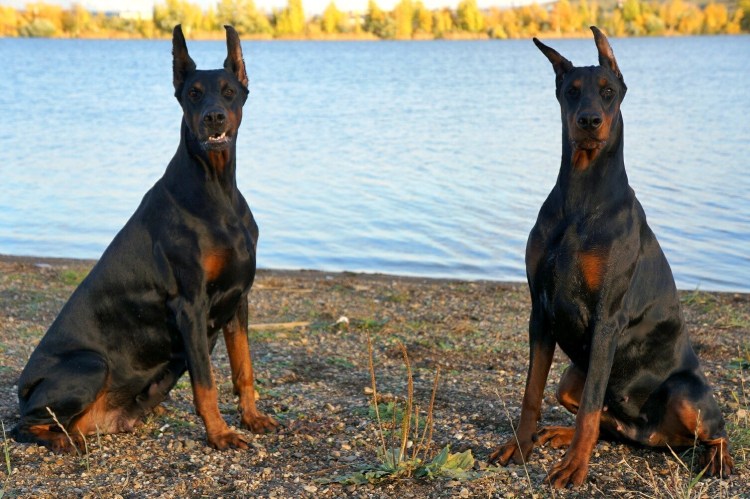Доберман-пинчер Эстетика