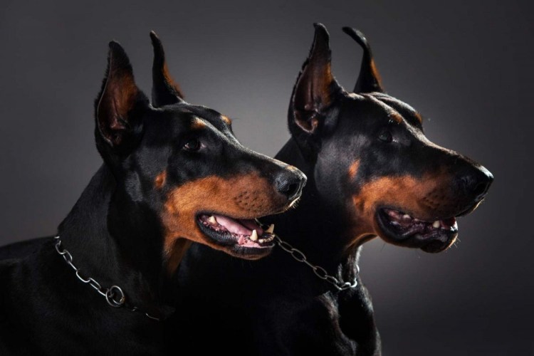 Доберман на рабочий стол