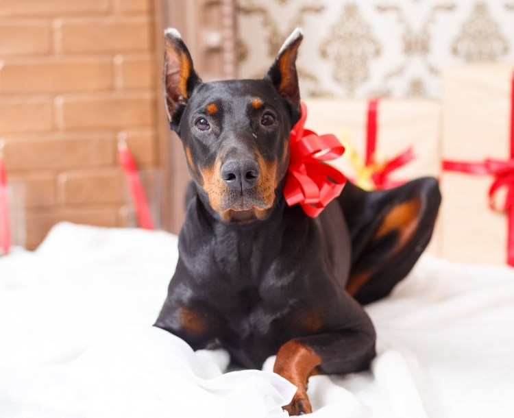 Собака Доберман