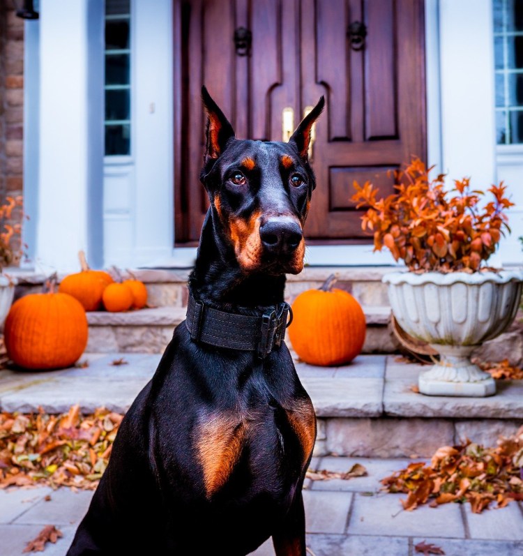 Доберман опасная собака убийца