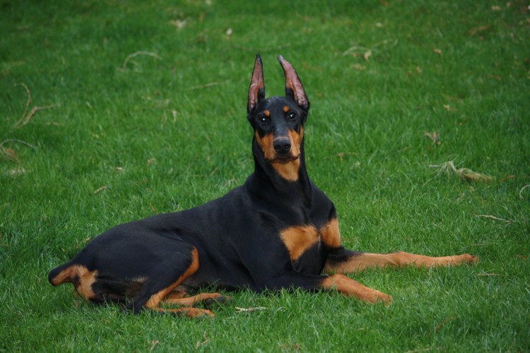 Доберман фото