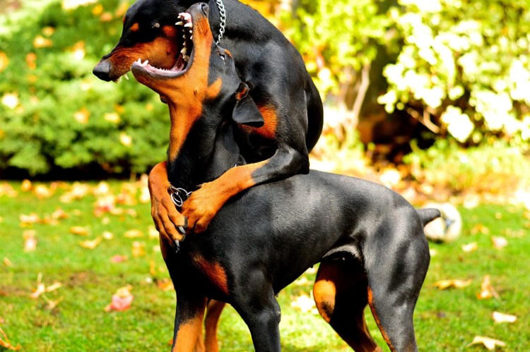 Щенки европейского добермана