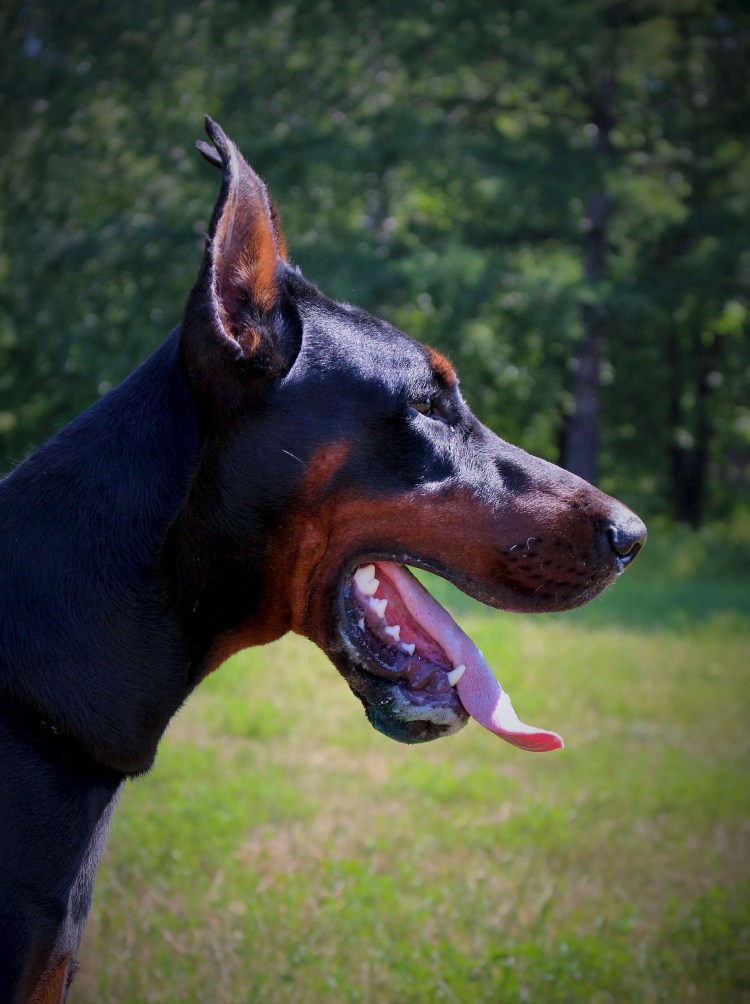 Собака Доберман