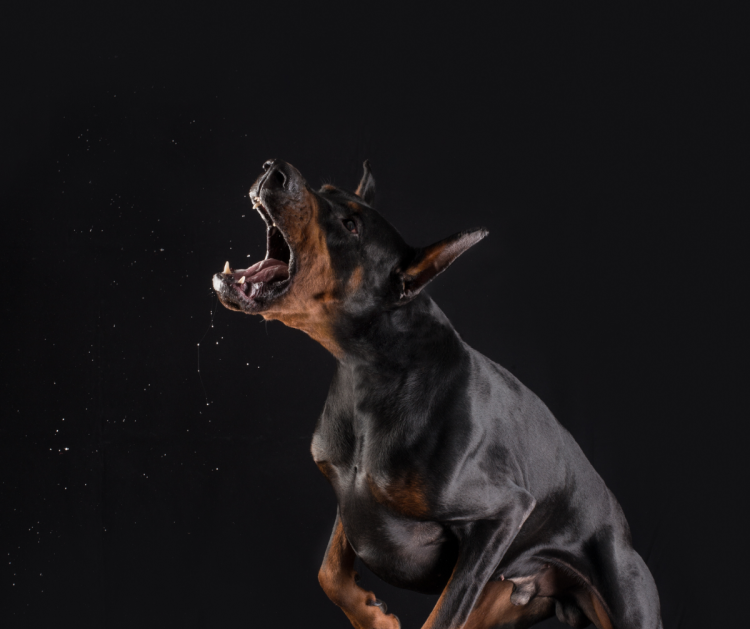 Доберманы убийцы