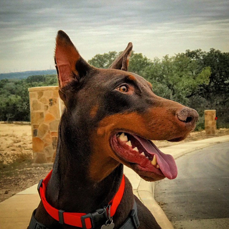 Доберман пинчер злой