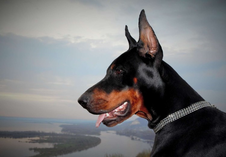 Доберман бойцовская