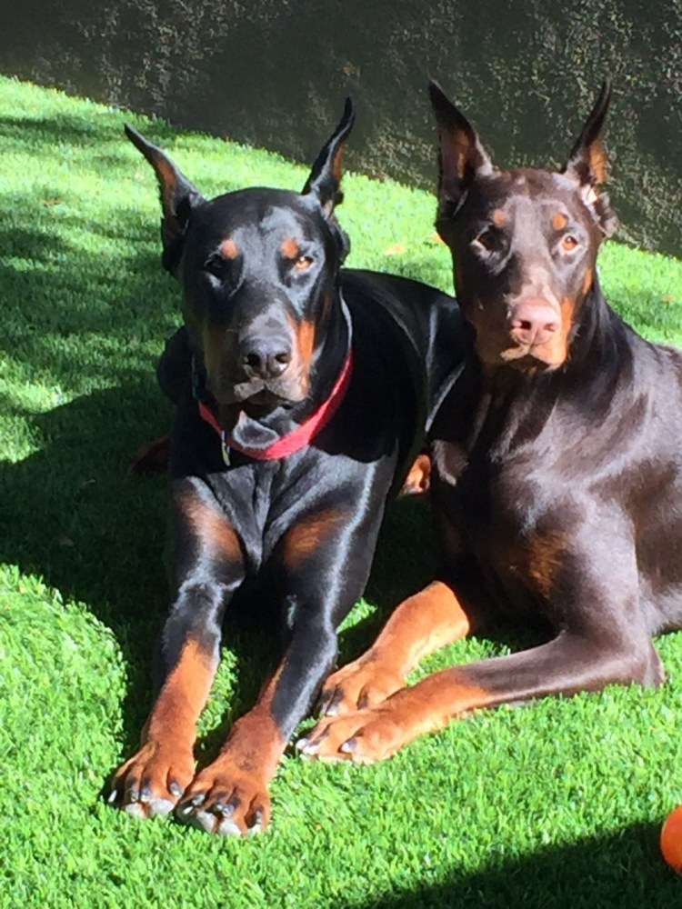 Доберман оффник