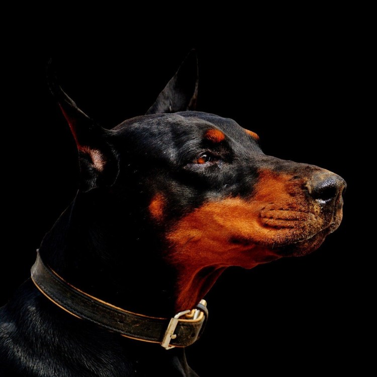 Доберман черный