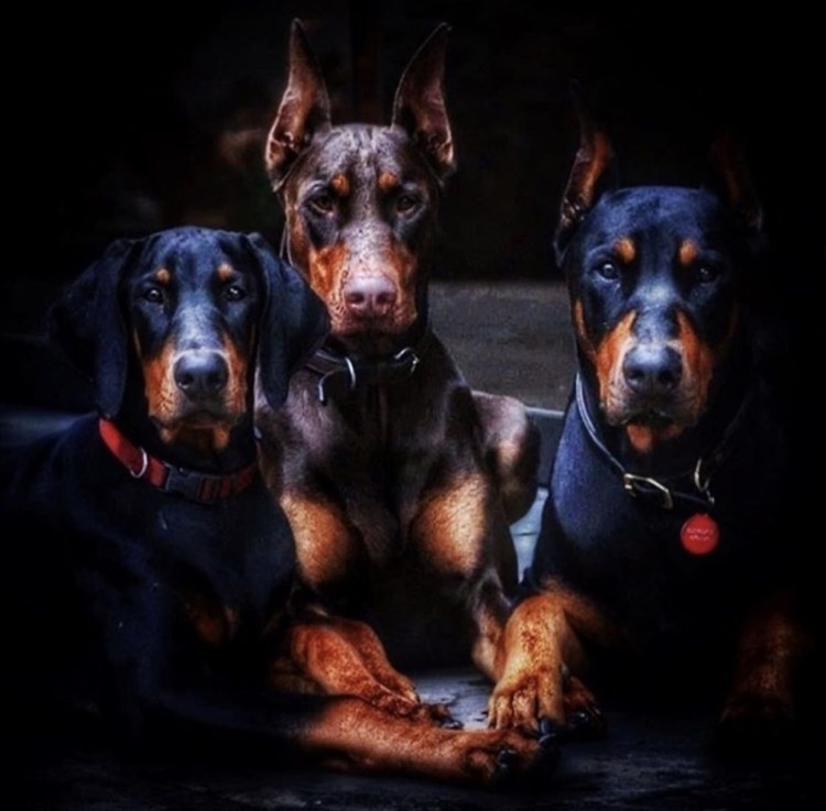 Собака Доберман лает