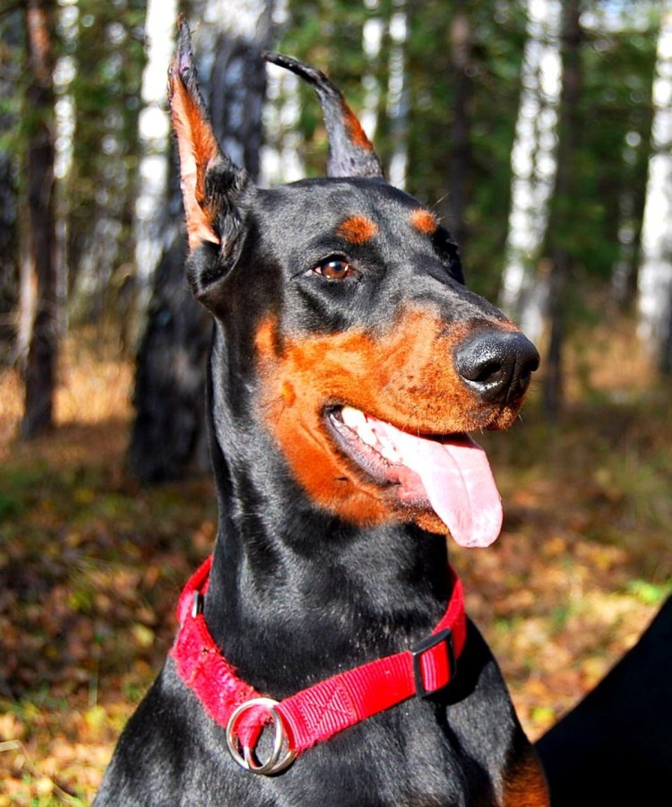 Доберман Бойцовый