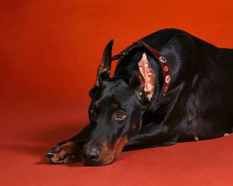 Бельгийский Доберман