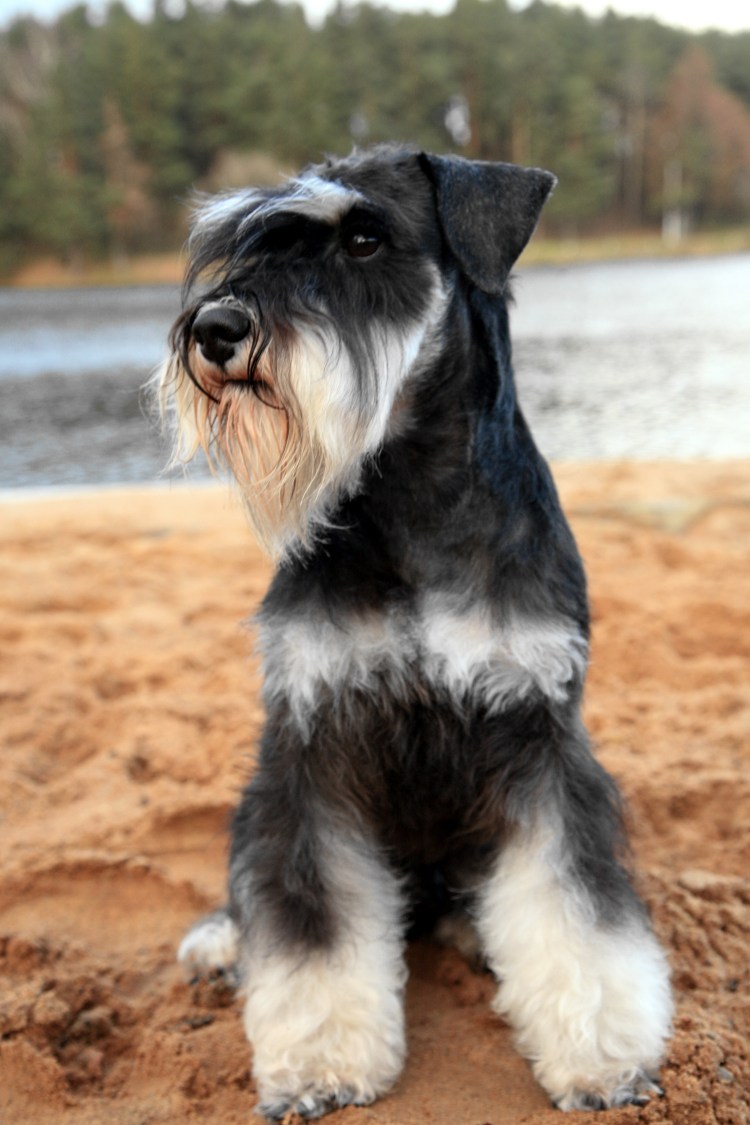 Цвергшнауцер черный щенок