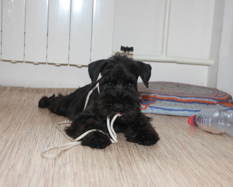 Цвергшнауцер черный щенок
