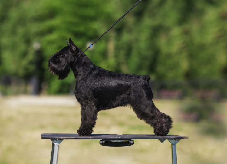 Порода собак Цвергшнауцер