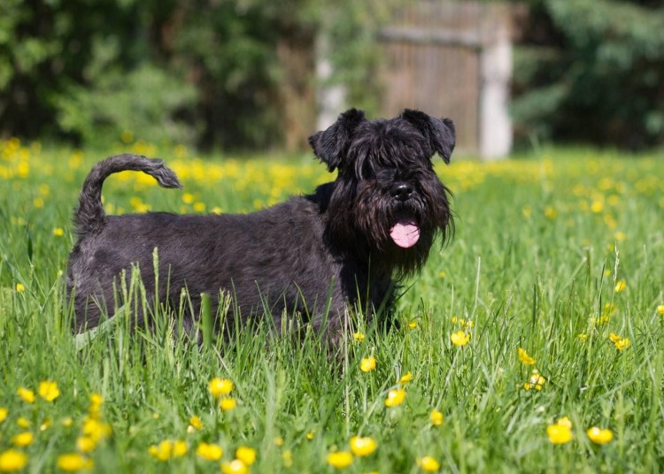 Собака Цвергшнауцер черный