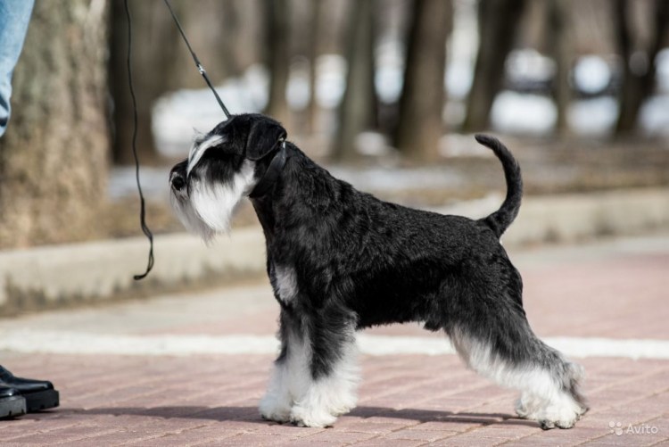 Порода собак Цвергшнауцер