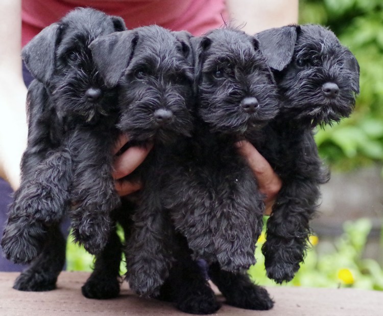 Щенок черного цвергшнауцера