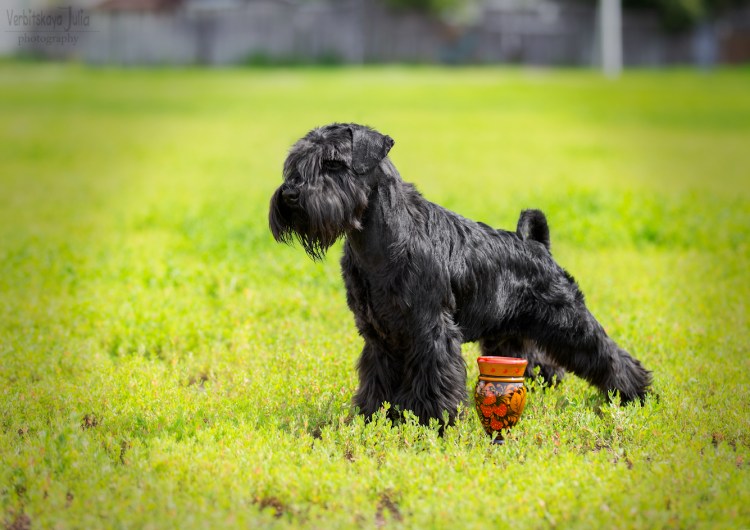 Йоркширский шнауцер