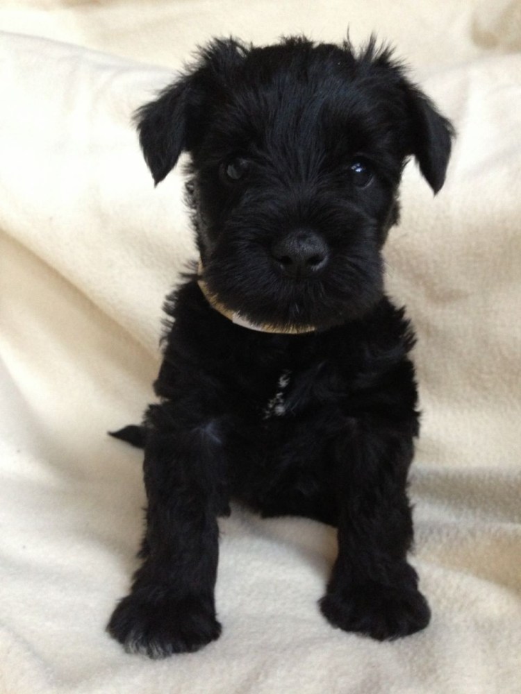 Шнауцер терьер черный
