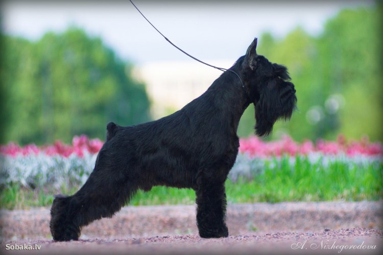 Цвергшнауцер черный