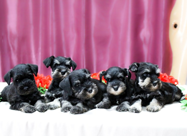 Ризер шнауцер мини