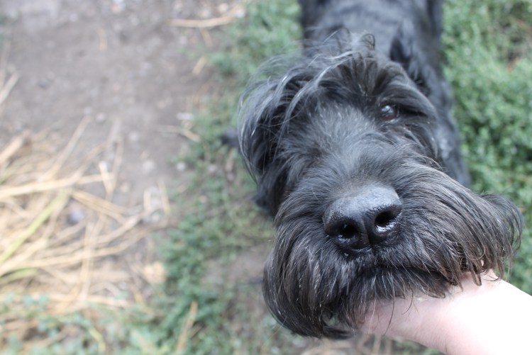 Порода собак Ризеншнауцер