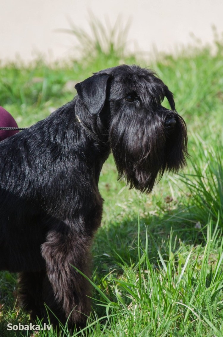 Цвергшнауцер стандарт породы
