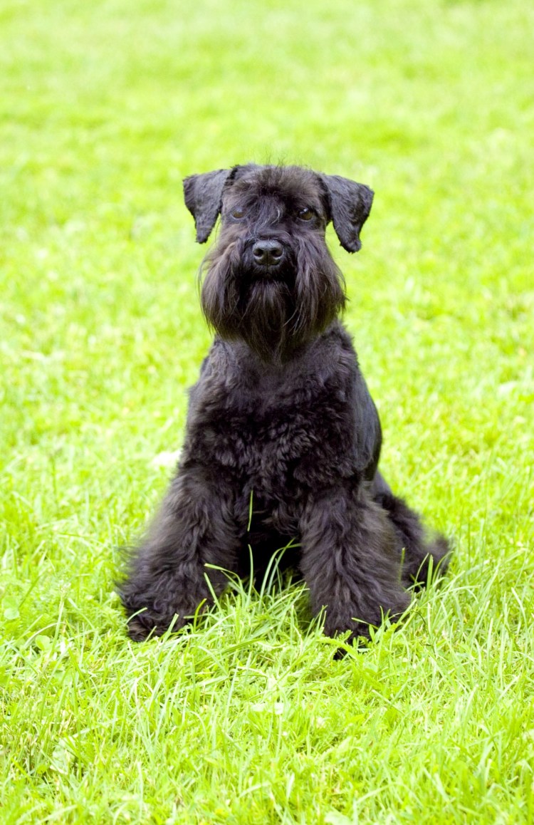 Цвингер шнауцер