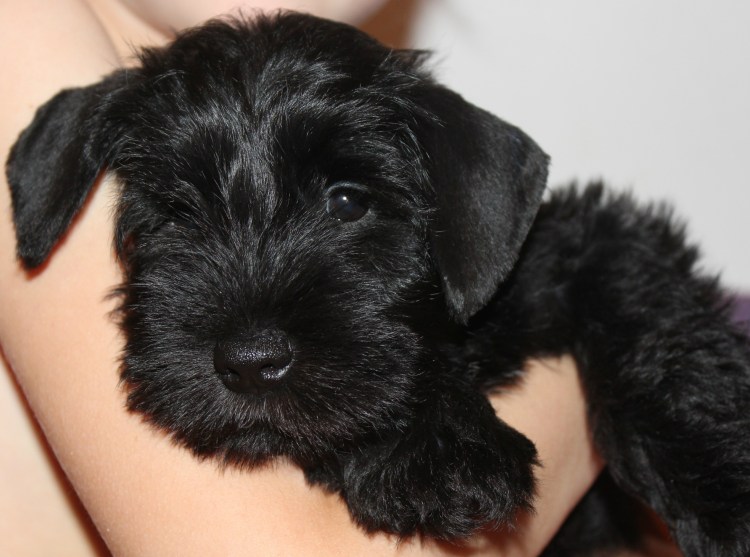 Порода собак Цвергшнауцер