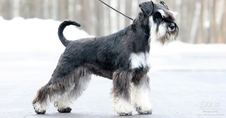 Шнауцер терьер