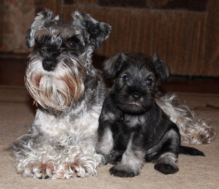 Цвергшнауцер длинношерстный