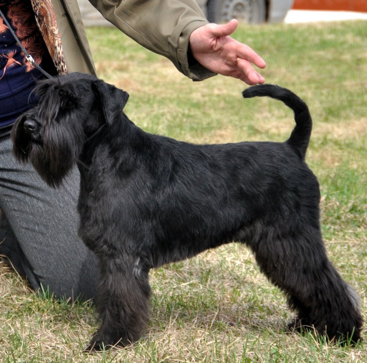 Цвергшнауцер черный