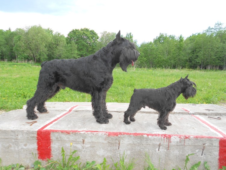 Шотландский терьер