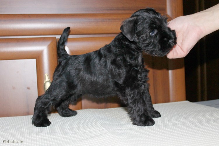 Цвергшнауцер черный нестриженный