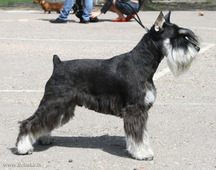 Цвейг шнауцер порода собак