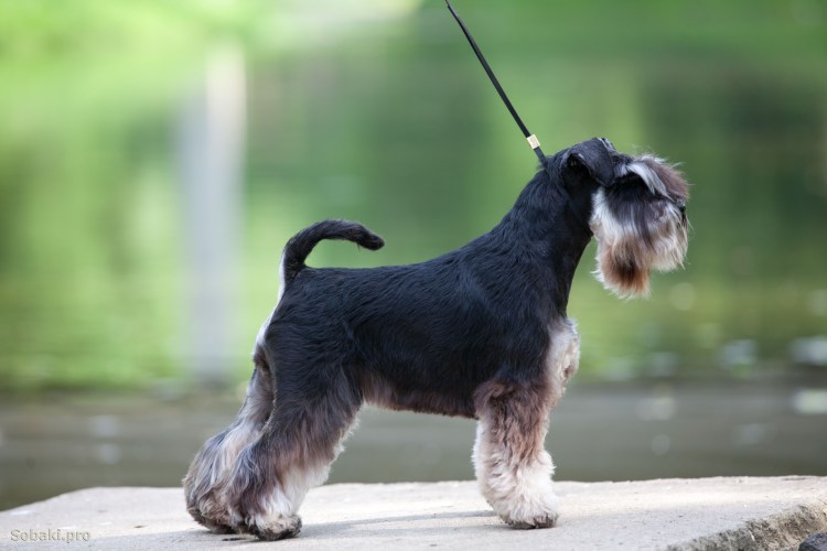 Цверг терьер