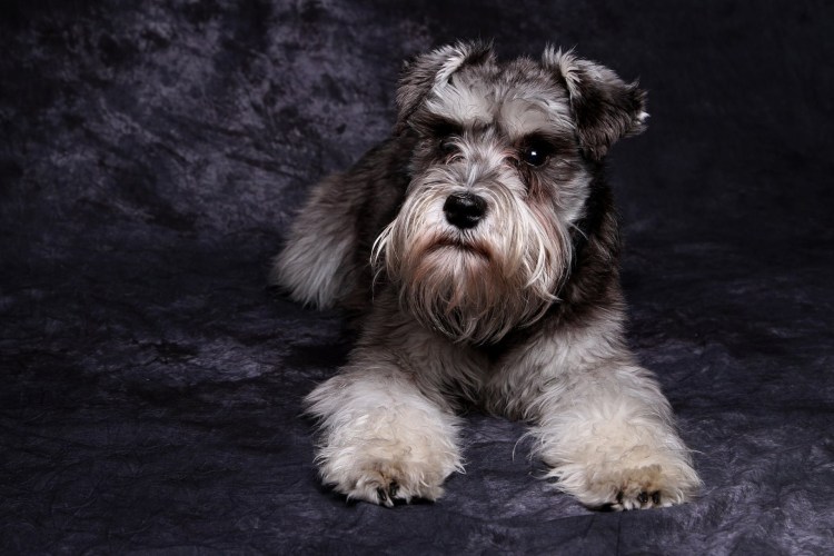 Шнауцер карликовый