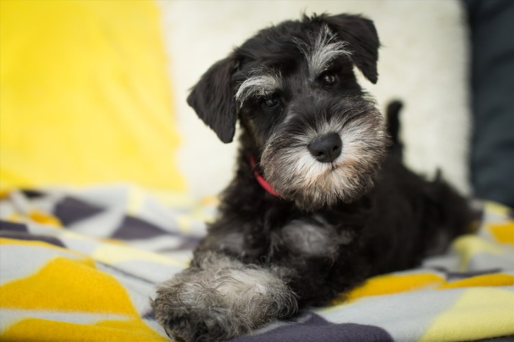 Порода собак Ризеншнауцер