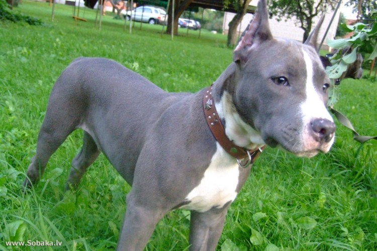 Стаффордширский терьер голубого окраса