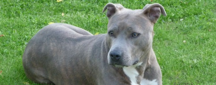 Бультерьер и стаффордширский терьер