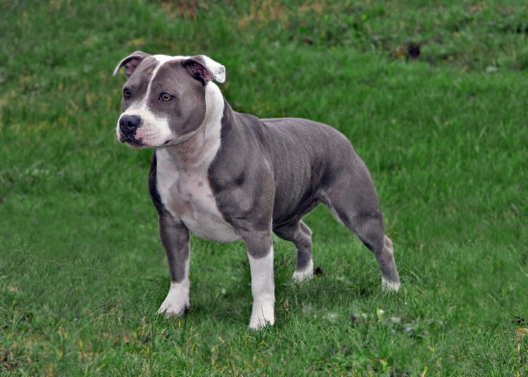 Стаффордширский терьер с голубым геном