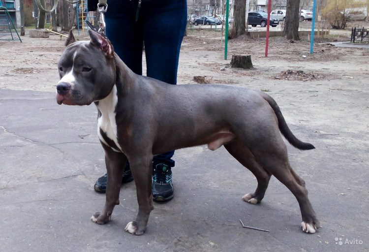 Французский стаффордширский терьер